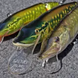 Trzy realistyczne przynęty wędkarskie Salmo Poland Floating, imitujące ryby. To właśnie takie przynęty, czyli baiting, kuszą drapieżniki.
